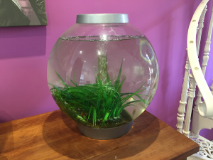 The Bio-Orb fishbowl in the Visualise Creative studio.